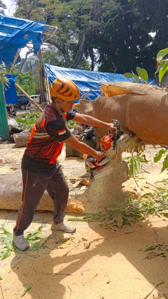 Pohon Tumbang di Kelurahan Seminyak, Kecamatan Kuta Tanggal 16 Agustus 2024